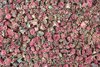Granatapfelblüten ganz